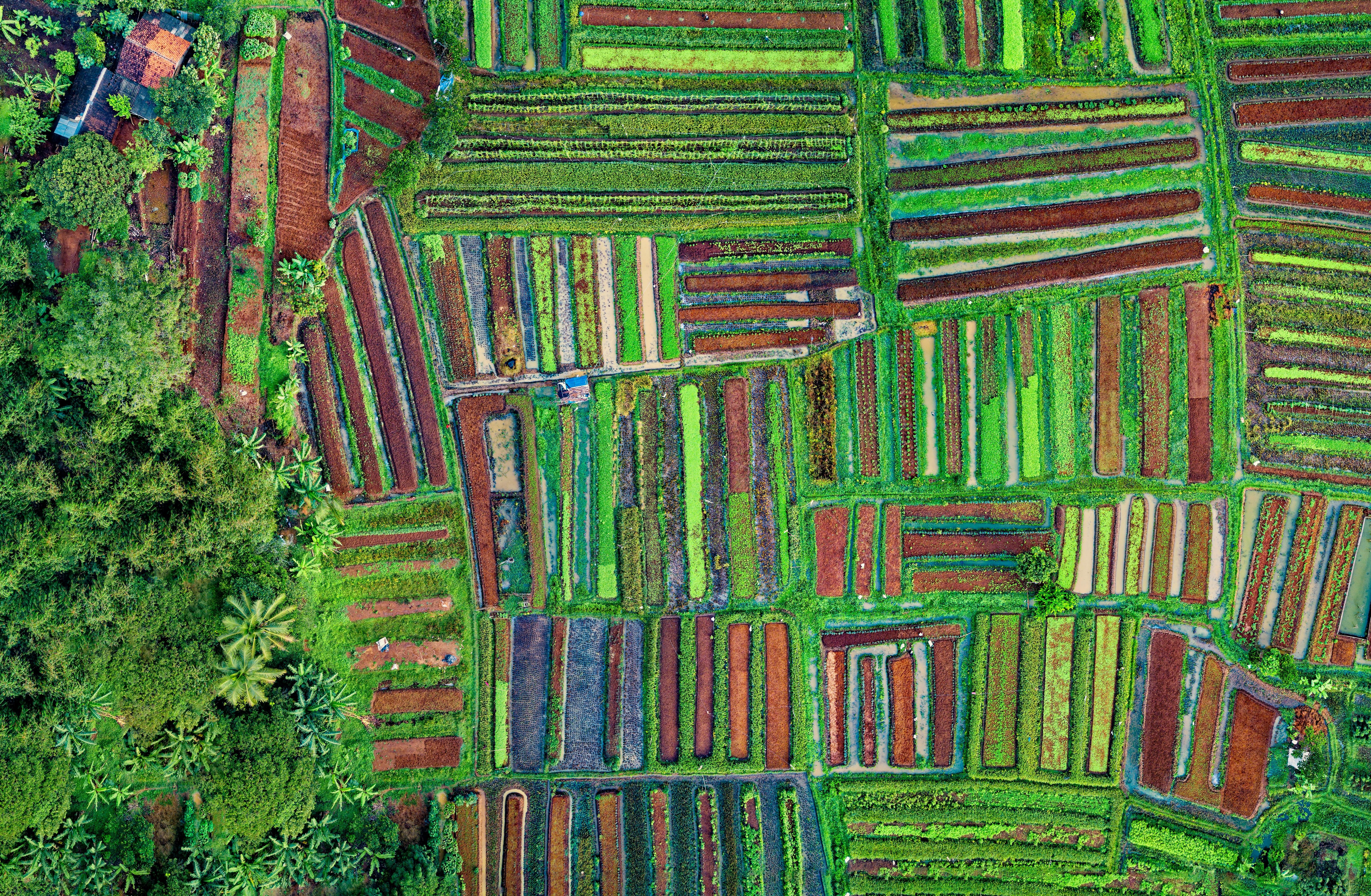 Agricultural fields